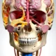 Cavernous Sinus Thrombosis Symptoms 038 Treatment - Canadian health information