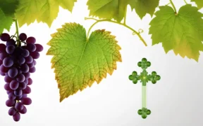 Grapes Health Benefits Nutrition Facts 038 Healthy Recipes - Canadian health information
