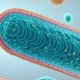 Listeria Infection Symptoms Risks 038 Treatment - Canadian health information