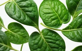 Spinach Health Benefits Why You Should Eat More - Canadian health information